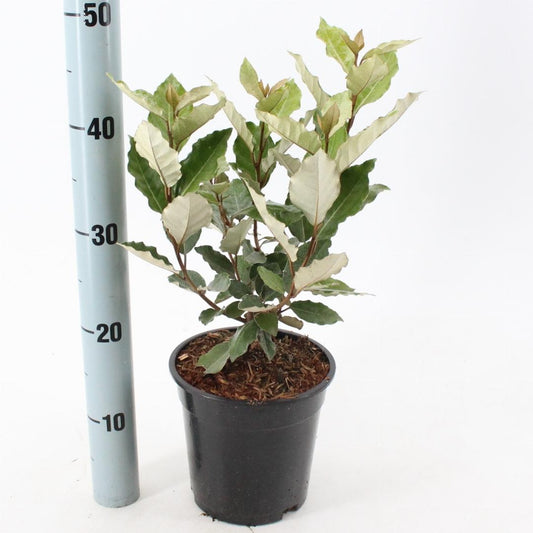 Elaeagnus ebbingei 'Compacta' - Olijfwilg