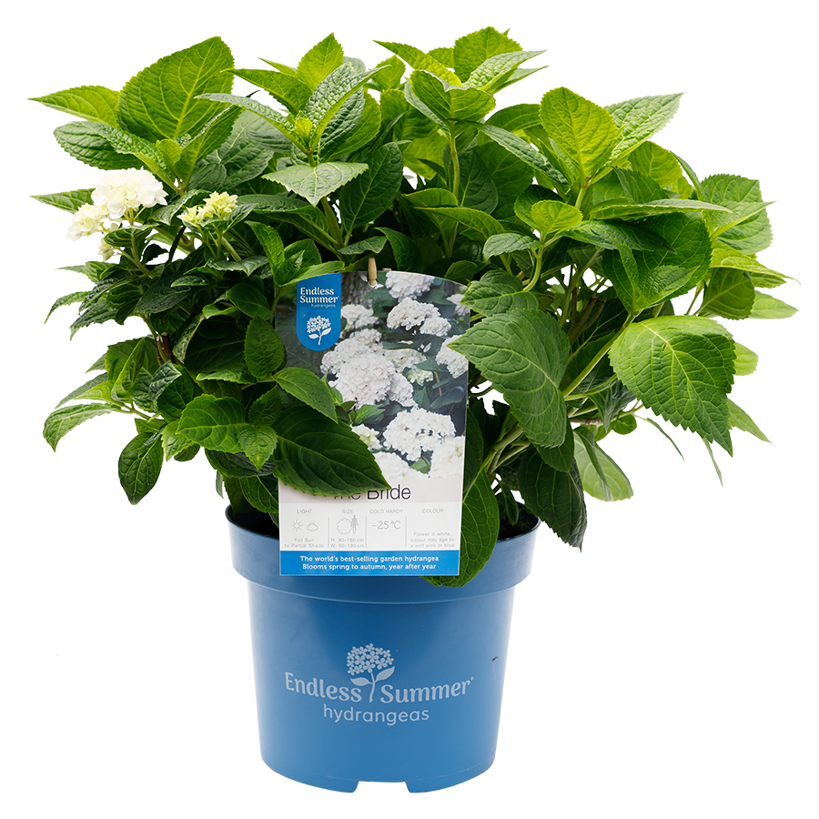 Hydrangea macrophylla 'The Bride' - Endless Summer® Collection