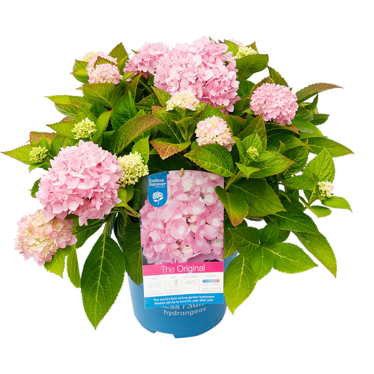 Roze Hortensia's - Pakket voor 1 vierkantemeter