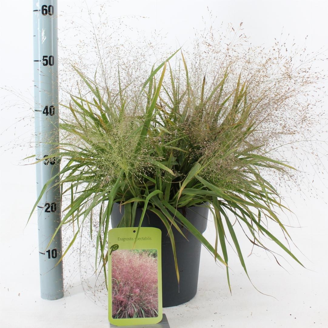 Eragrostis spectabilis - Prachtliefdegras