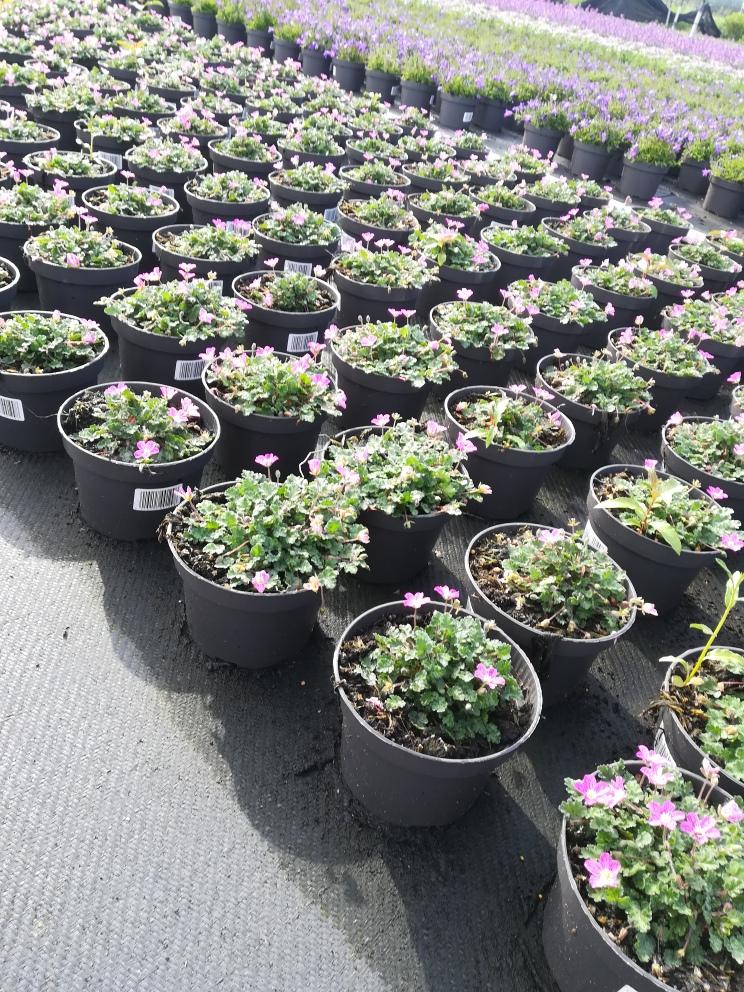 Erodium variabile 'Bishop's Form' - Reigersbek