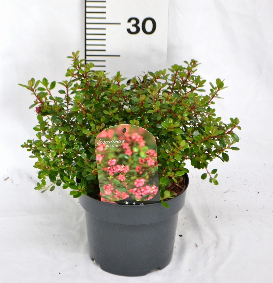 Escallonia 'Red Dream' - Andesstruik