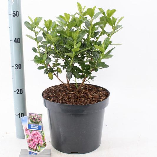 Escallonia laevis ‘Pink Elle’ - Andesstruik