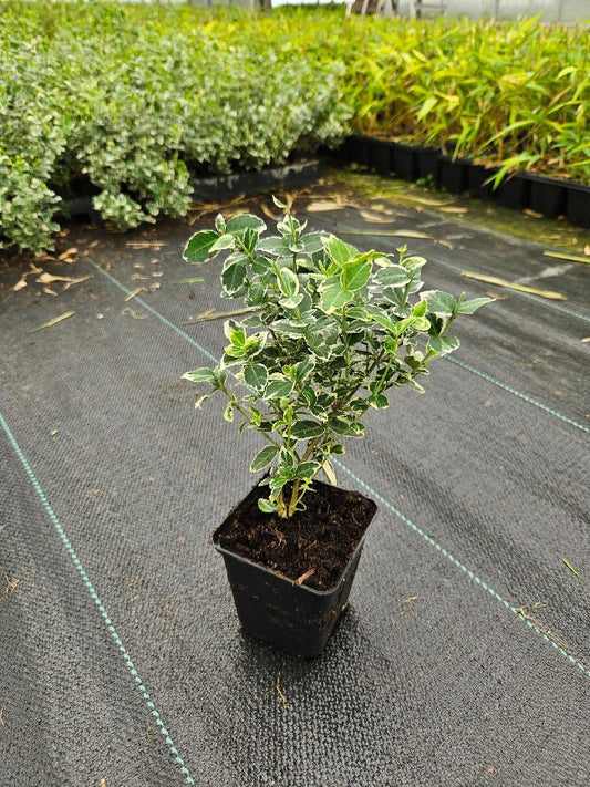 Euonymus fortunei 'Emerald Gaiety' - Kardinaalsmuts