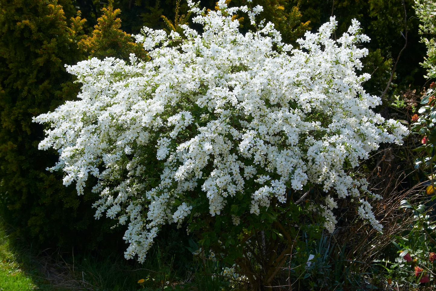 Exochorda 'The Bride' - Parelstruik