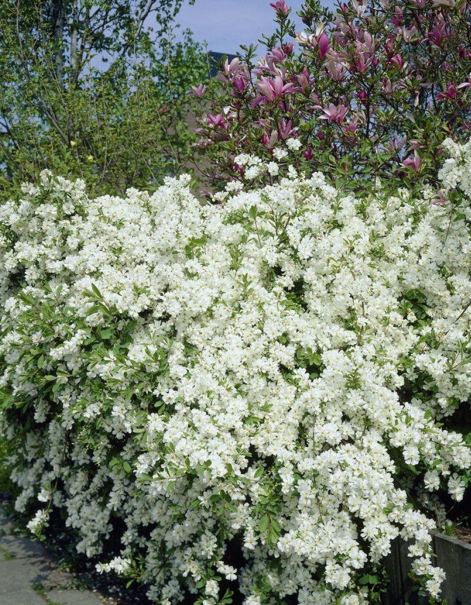 Exochorda racemosa 'Niagara' - Parelstruik