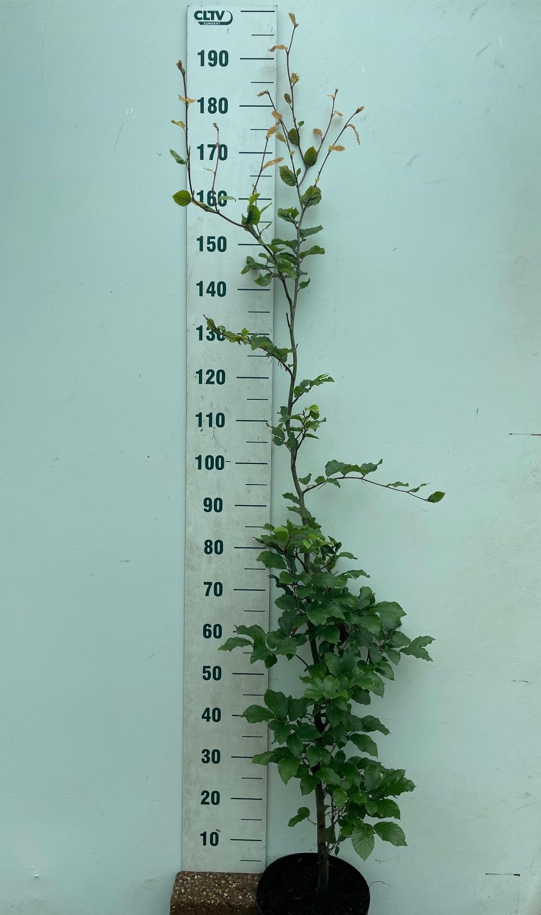 Groene, jonge klimplant in zwarte potten, geschikt voor tuin of binnenkamer. Perfect voor decoratieve tuinversiering of als binnenplant.