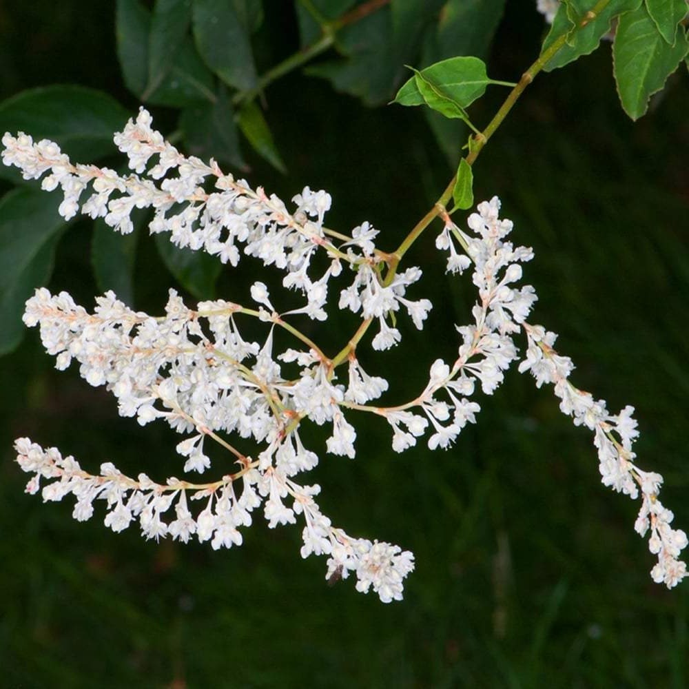 Fallopia baldschuanica - Chinese Bruidssluier