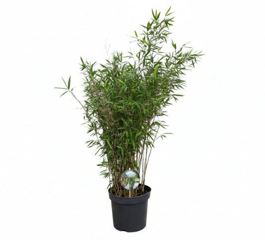 Donkerpaarse bamboestammen met levendige groene bladeren, zichtbaar in een tuinsetting. Perfect voor decoratieve tuinbouw of als sierplant in moderne landschappen.