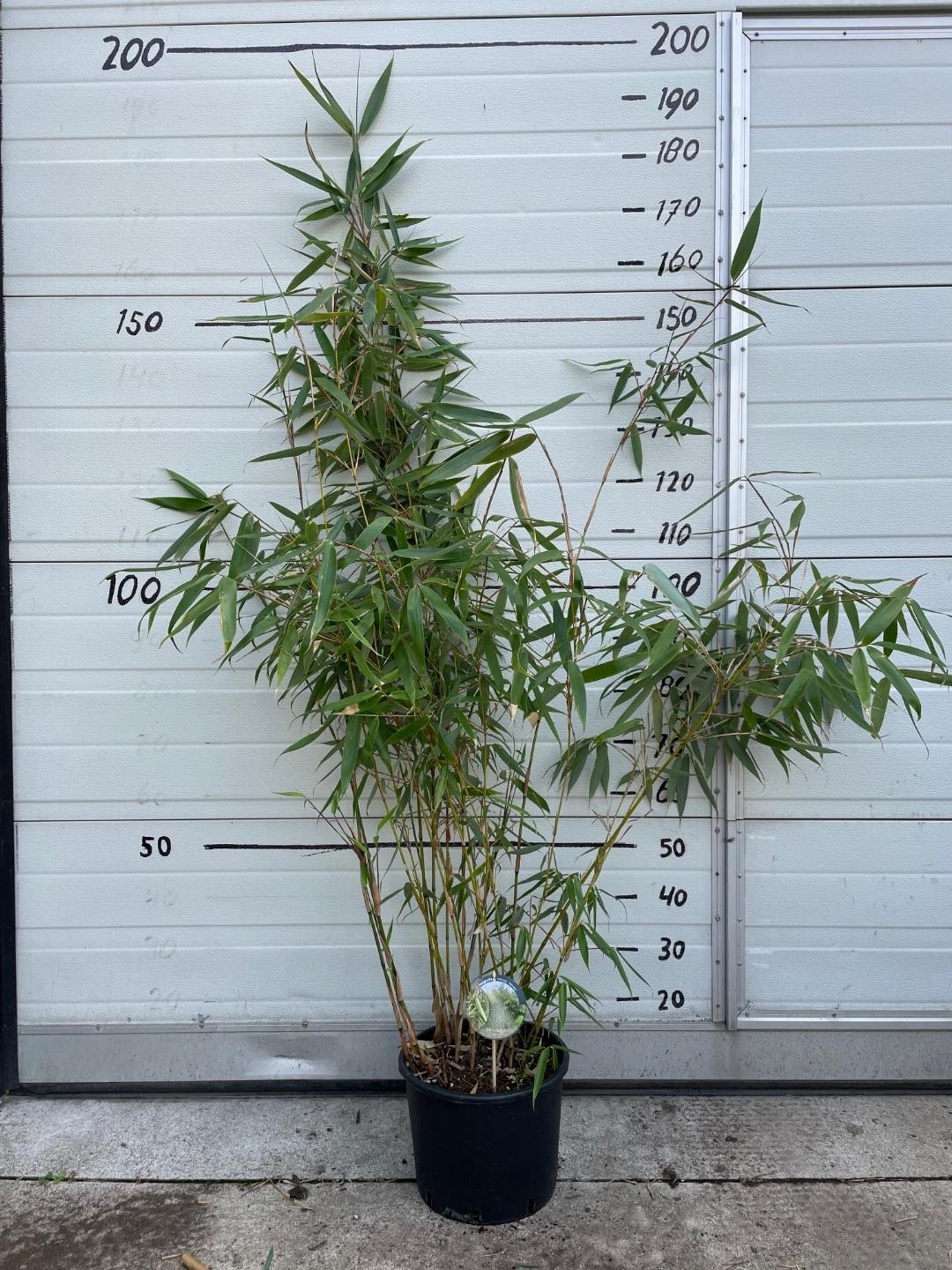 Fargesia robusta 'Wolong' - Niet woekerende bamboe