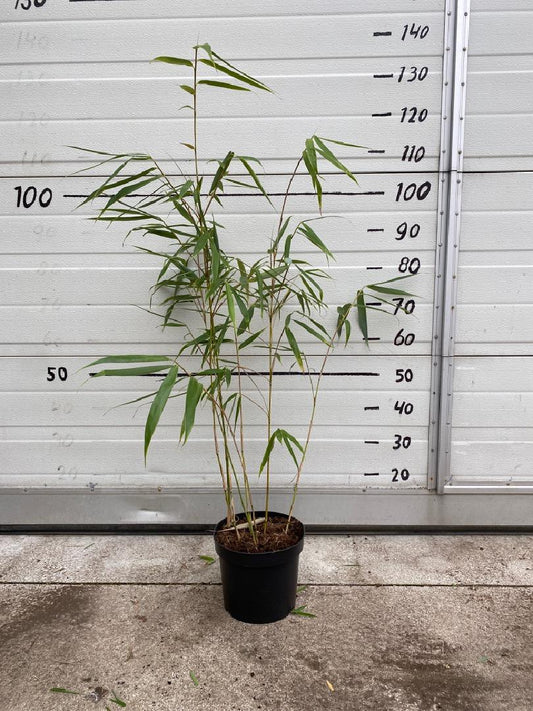 Fargesia robusta 'Wolong' - Niet woekerende bamboe