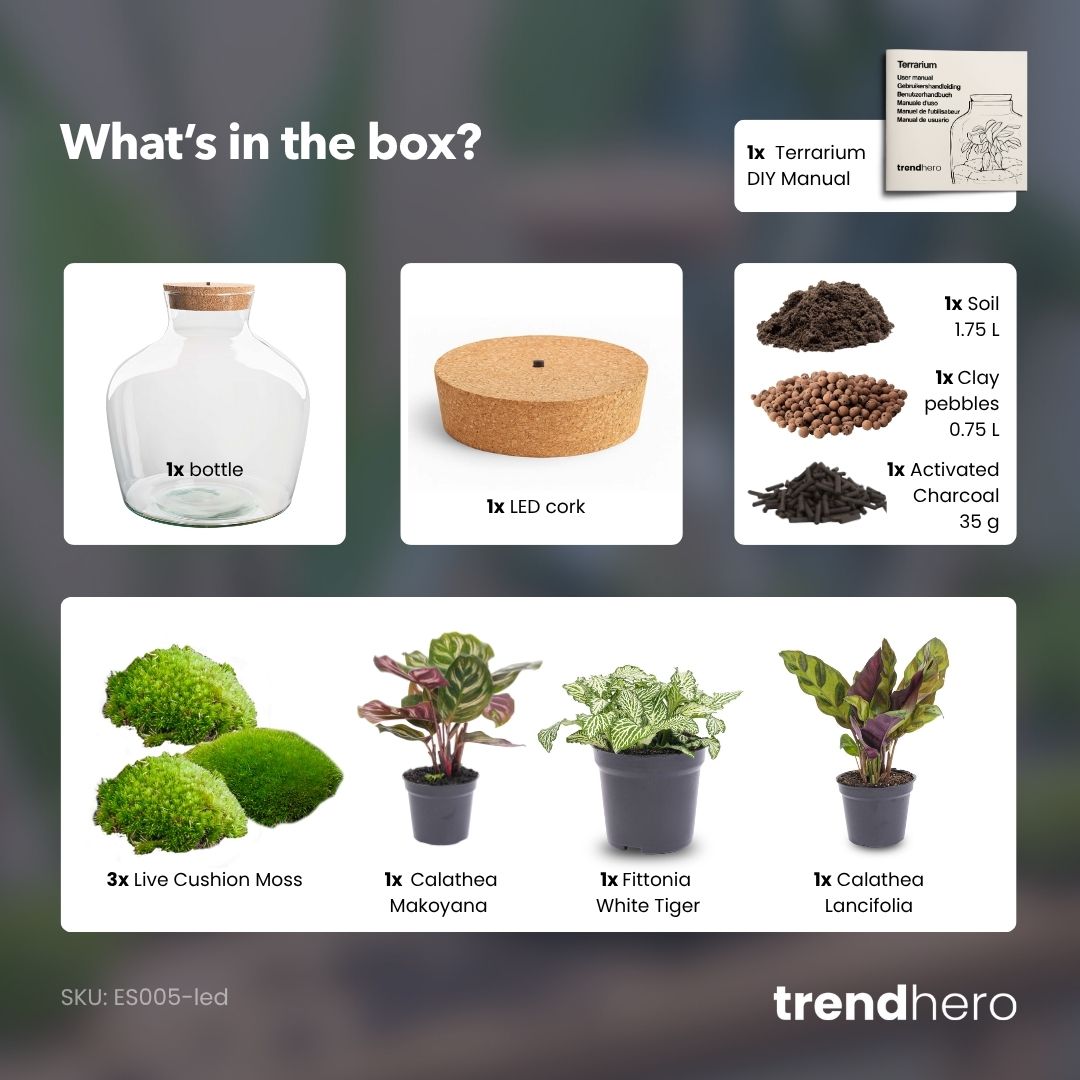 Comnox - Fat Joe - DIY Terrarium Kit met LED-verlichting - Zelfbouw Ecosysteem