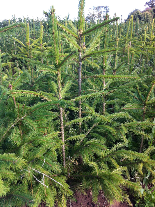 Fijnspar kerstboom 'Super' gezaagd - Picea Abies - 100/500cm