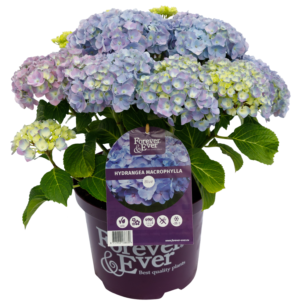 Hydrangea macrophylla 'Forever & Ever' - Blauw