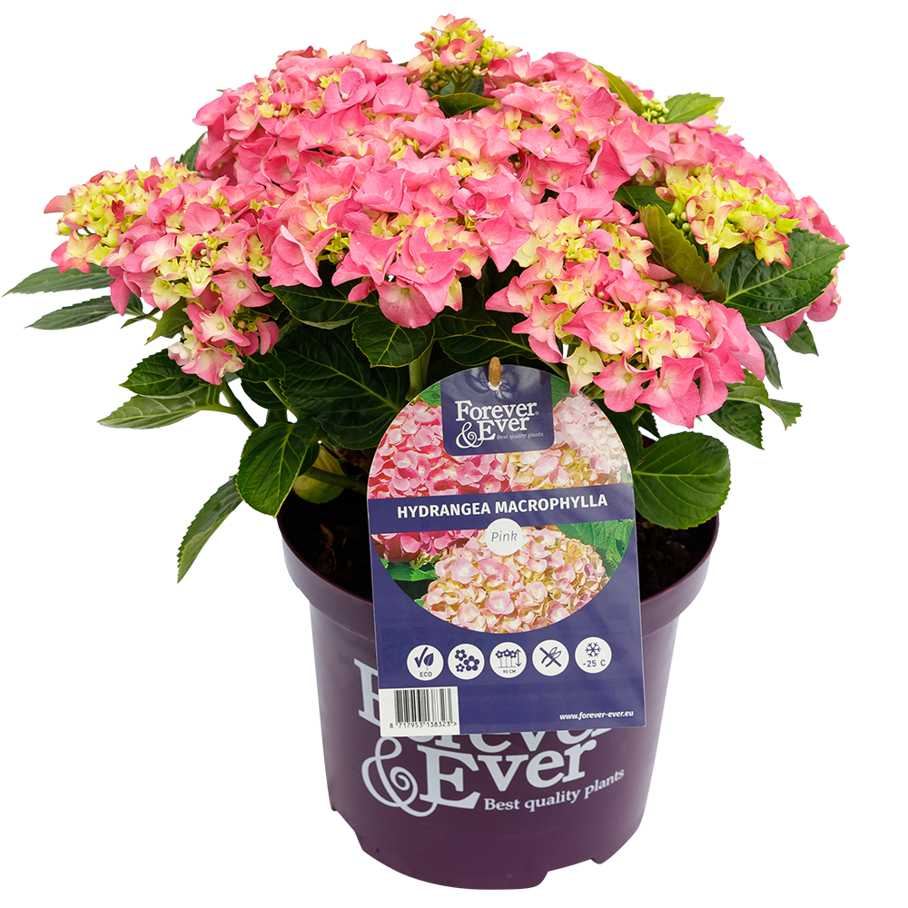 Hydrangea macrophylla 'Forever & Ever' - Roze
