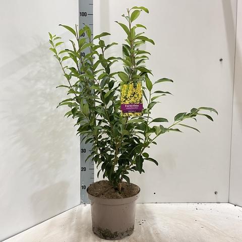 Forsythia intermedia 'Spectabilis' - Chinees klokje