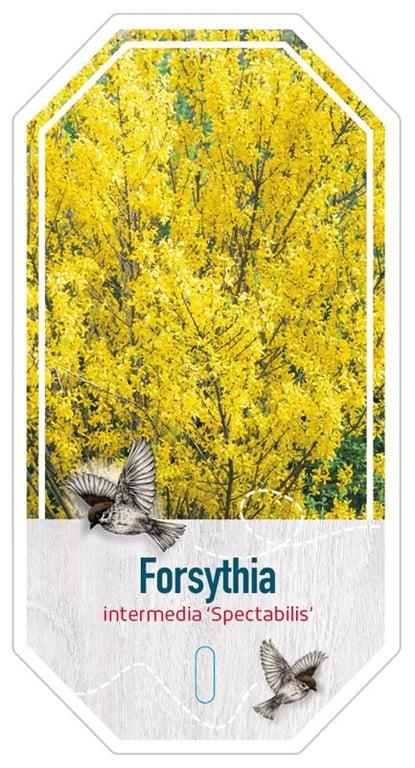 Forsythia intermedia 'Spectabilis' - Chinees klokje