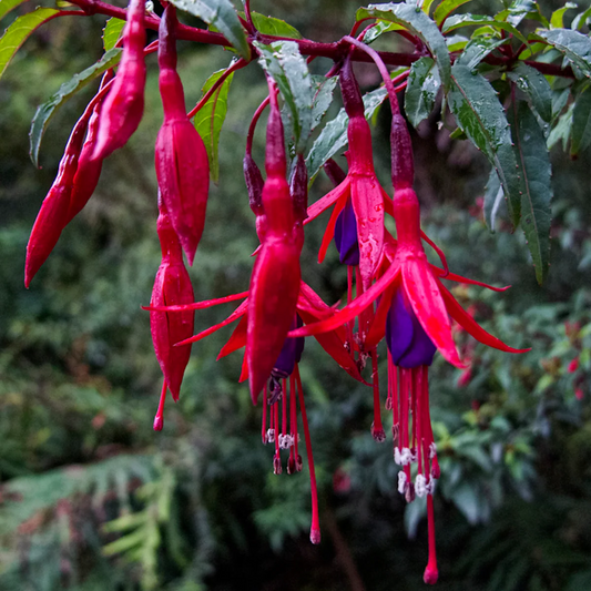 Fuchsia 'Riccartonii' - Bellenplant