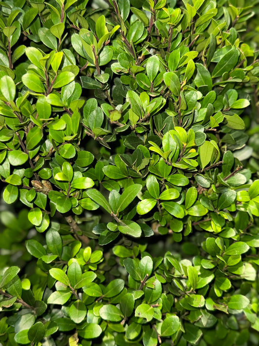 Ilex crenata 'Dark Green' - Japanse Hulst in struikvorm