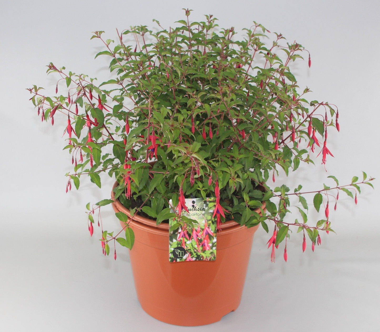 Fuchsia 'Riccartonii' - Bellenplant