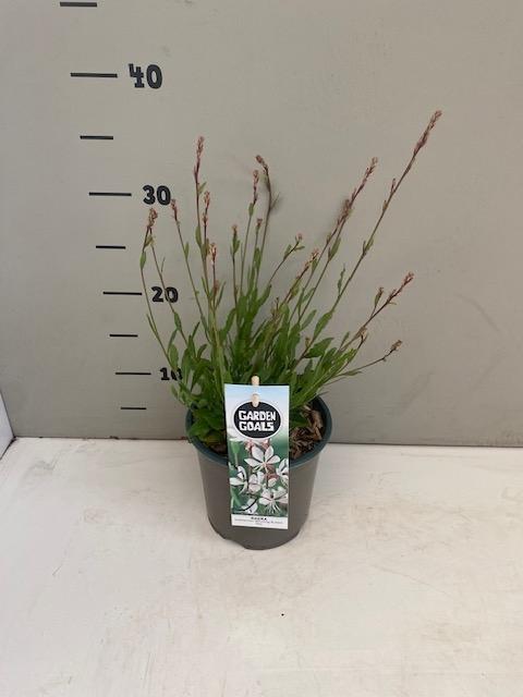 Gaura lindheimeri 'Whirling Butterflies' - Prachtkaars