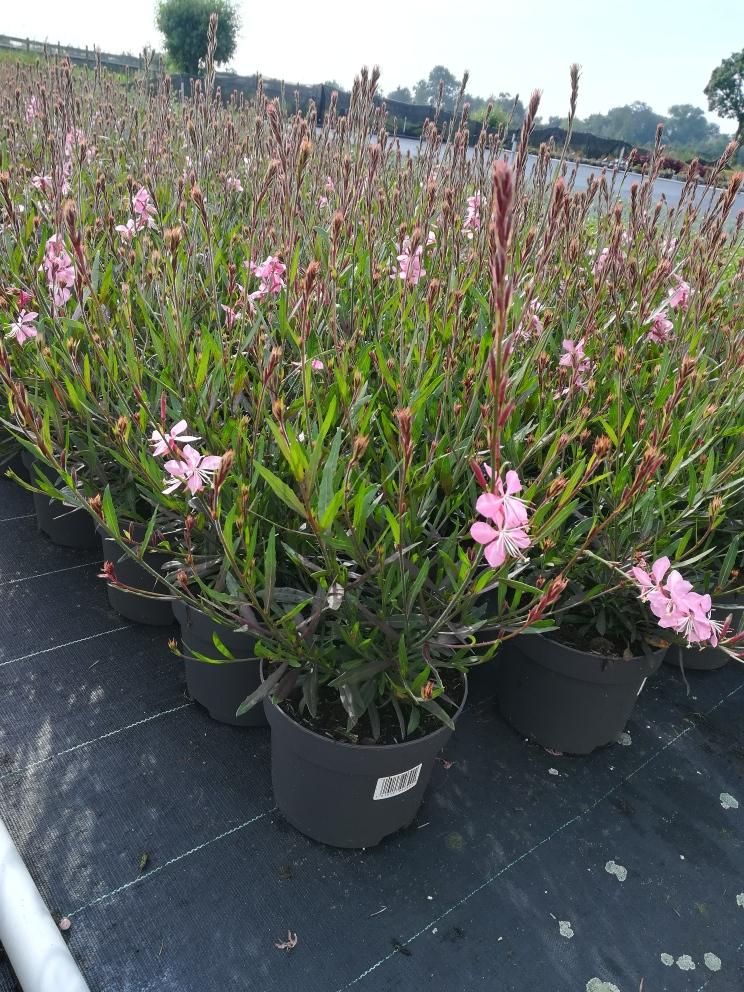 Gaura lindheimeri Graceful Pink - Prachtkaars