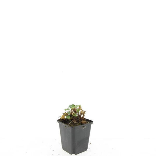 Een bloeiende geranium met witte en roze bloemen, groene bladeren en dunne stelen. Perfect voor tuinversiering en bloemenkwekerij.