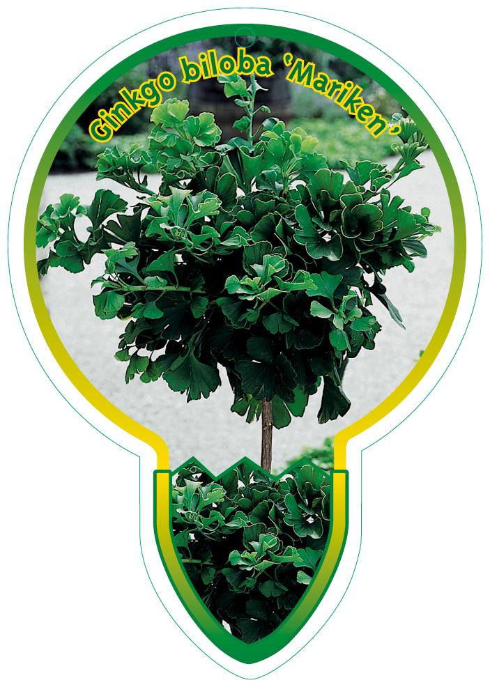 Ginkgo biloba 'Mariken' - Japanse notenboom op stam