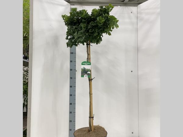 Ginkgo biloba 'Troll' - Japanse notenboom op stam