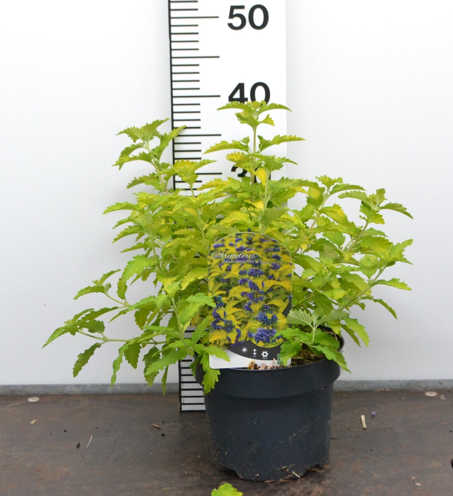 Caryopteris clandonensis ‘Hint of Gold’ – Blauwbaard