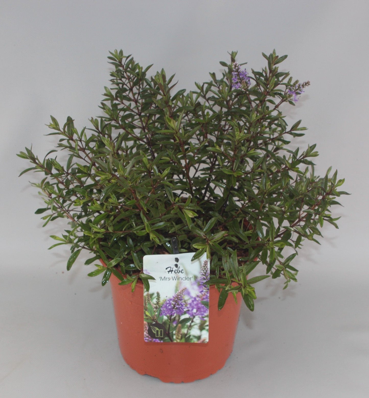 Hebe 'Mrs Winder' - Struikveronica