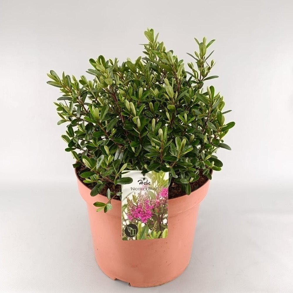 Hebe 'Nicola's Blush' - Struikveronica