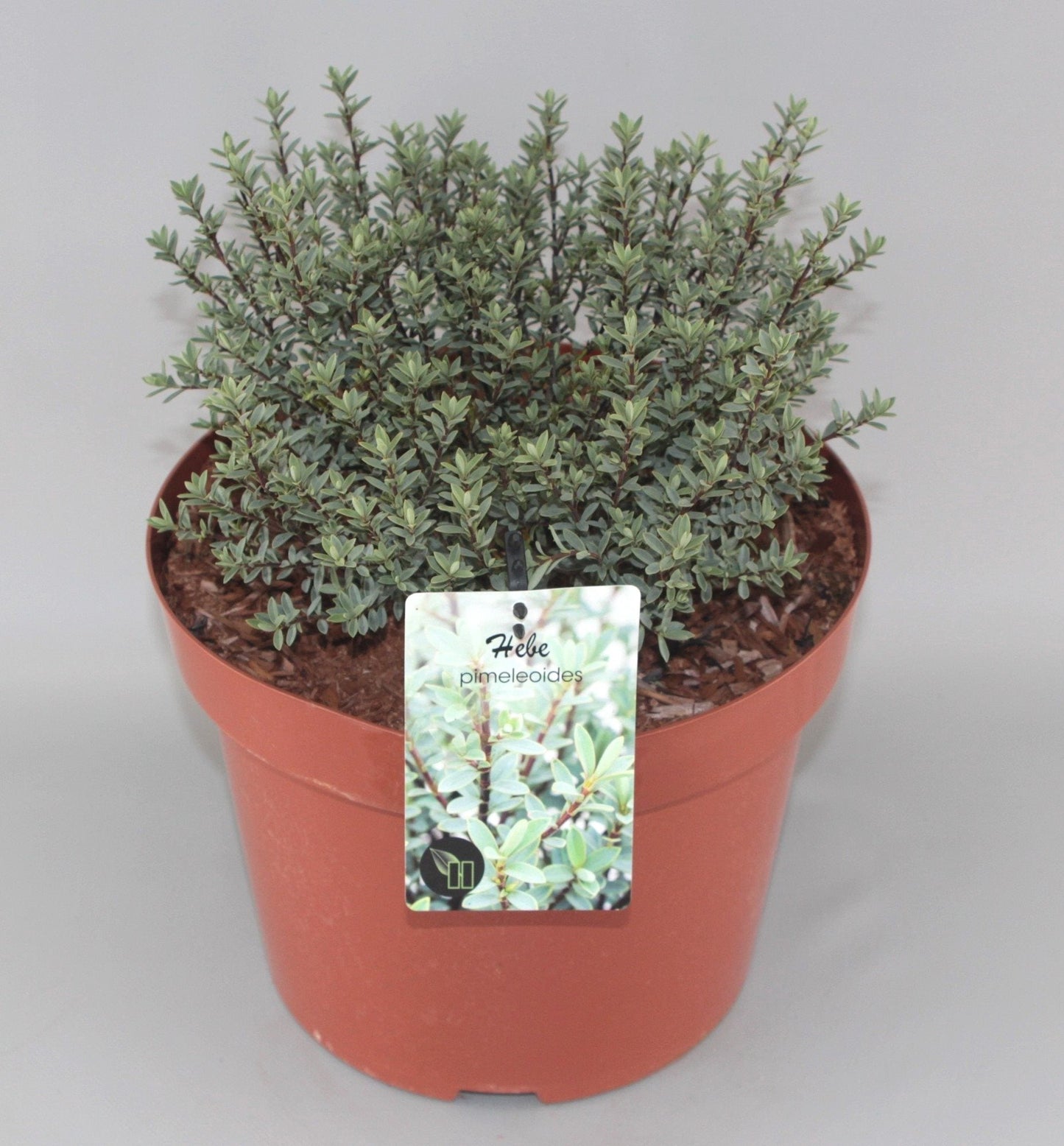 Hebe pimeleoides - Struikveronica