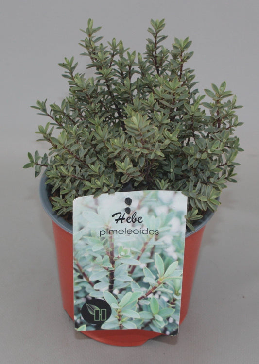 Hebe pimeleoides - Struikveronica