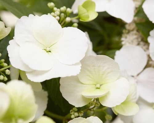 Een levendige Garland Hydrangea ‘Runaway Bride’ in een groene pot, met zichtbare groene bladeren en knoppen. De plant is voor tuinversiering en bloeiende decoratie, met een close-up van de witte bloemen.