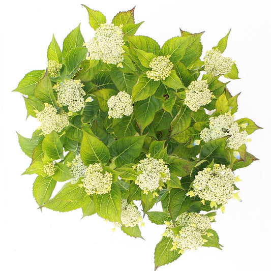 Hydrangea macrophylla 'Teller' - Blauwe schermhortensia