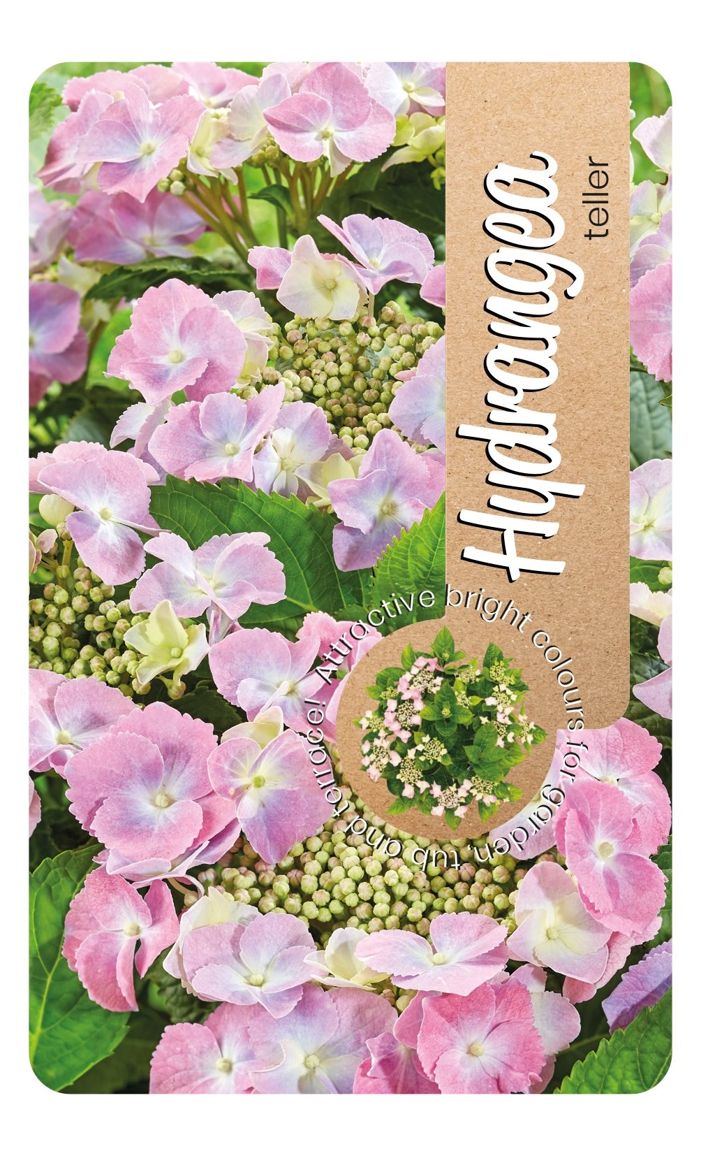 Hydrangea macrophylla 'Teller' - Roze schermhortensia
