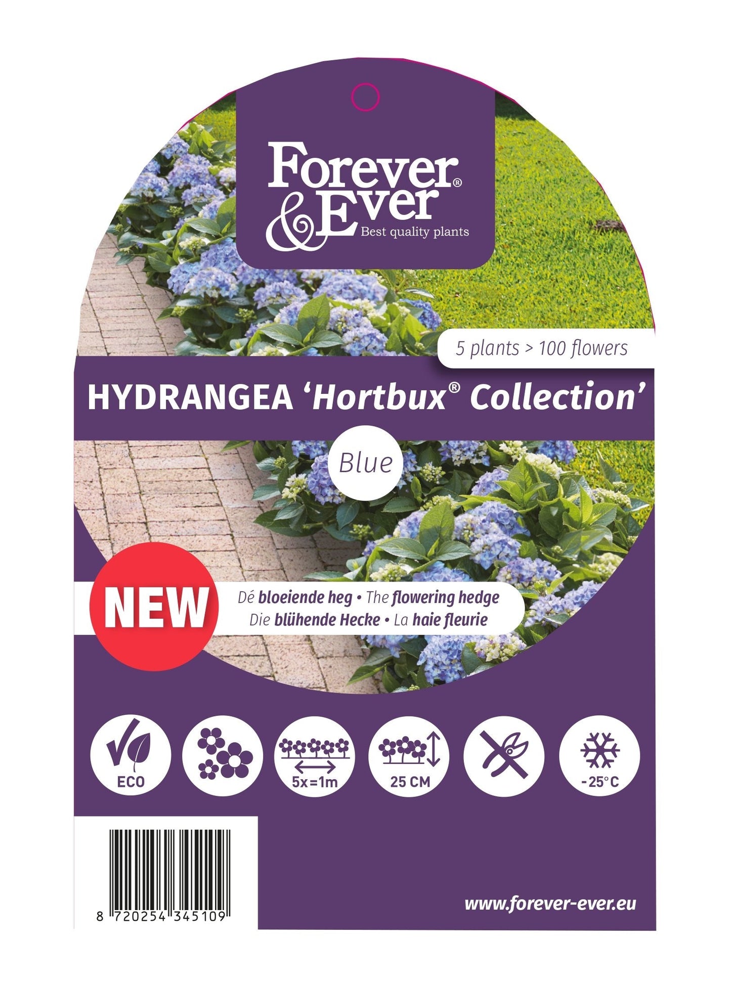 Hydrangea macrophylla 'Forever & Ever Hortbux' - Blauw