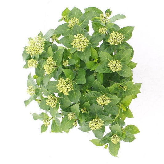 Hydrangea macrophylla 'Forever & Ever Hortbux' - Blauw