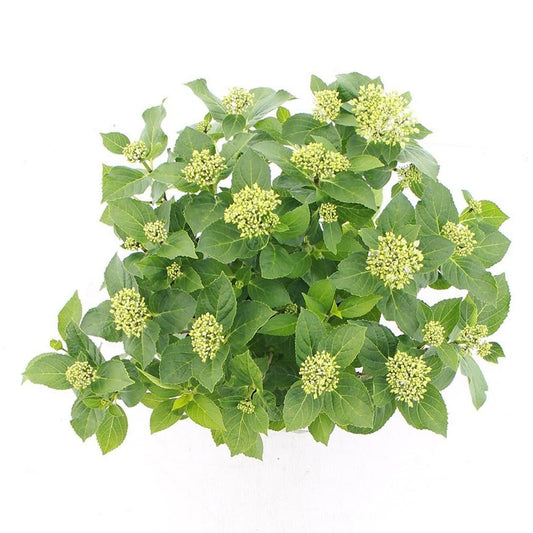 Hydrangea ‘Hortbux’ in paarse pot met groene bladeren en ongeopende bloemenknoppen, klaar voor tuin of binnenkamer. Zichtbare label met ‘Forever & Ever’ en illustratie van volle paarse bloemen.