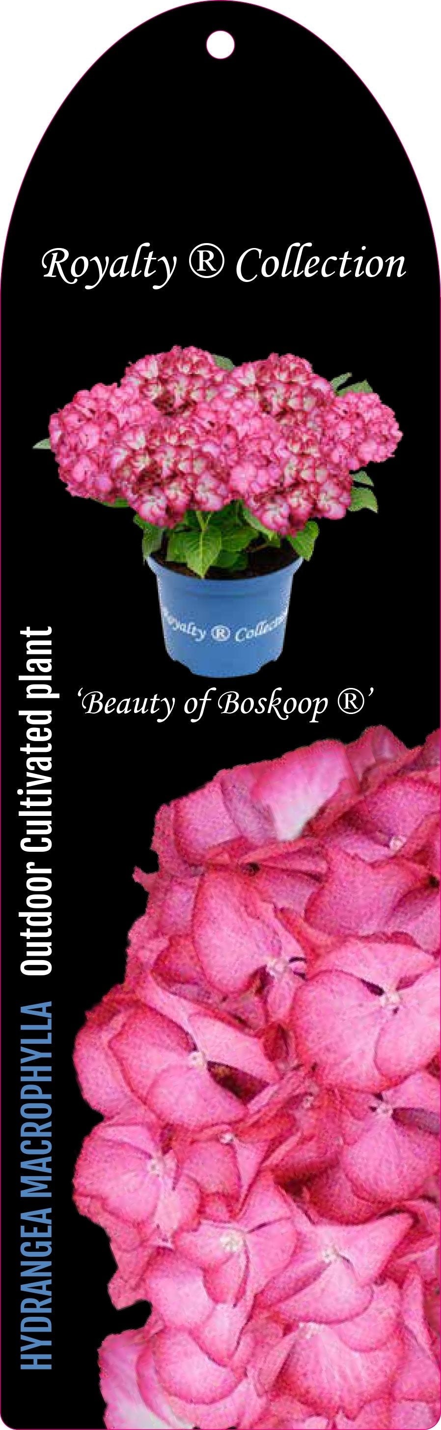 Hydrangea macrophylla 'Royalty Beauty of Boskoop' - Royalty Collection®