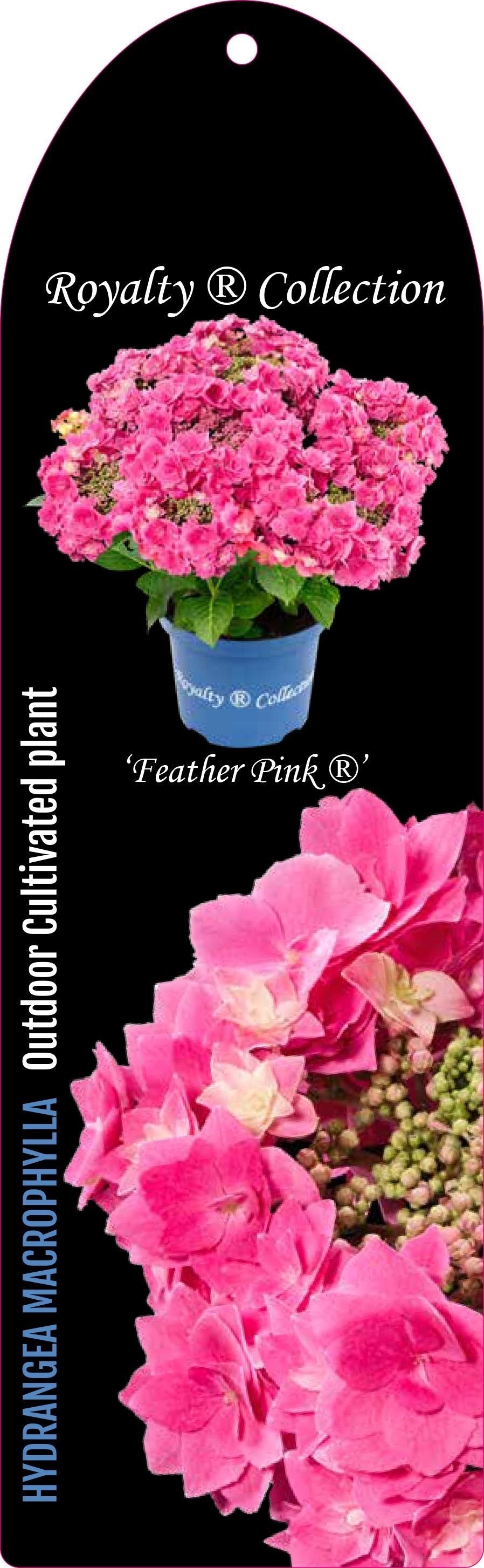 Hydrangea macrophylla 'Royalty Feather' - Royalty Collection®