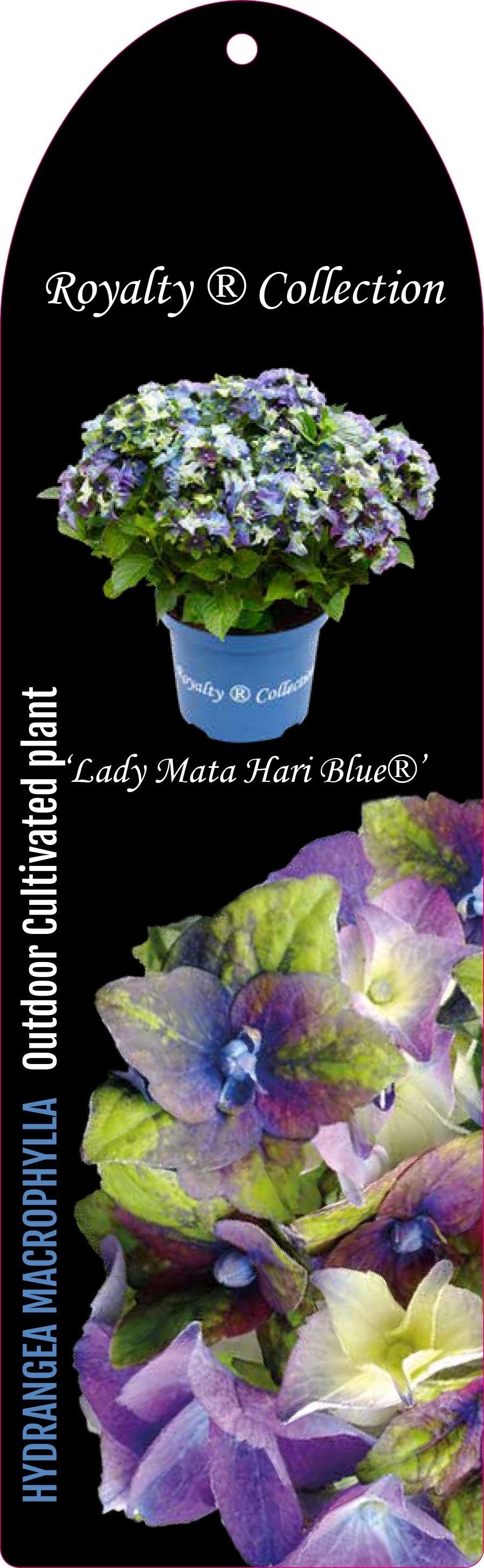 Hydrangea macrophylla 'Royalty Lady Mata Hari Blue' - Royalty Collection®