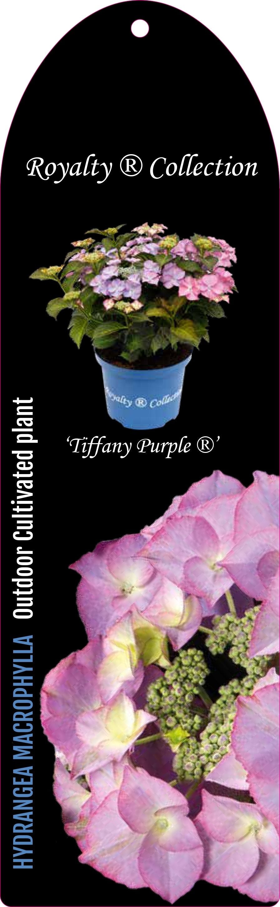 Hydrangea macrophylla 'Royalty Tiffany Purple' - Royalty Collection®