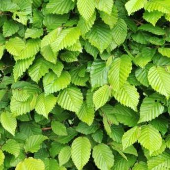 Carpinus betulus - Haagbeuk in pot