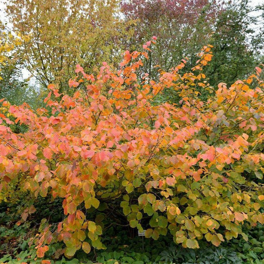 Hamamelis int. 'Feuerzauber' - Hazelaar