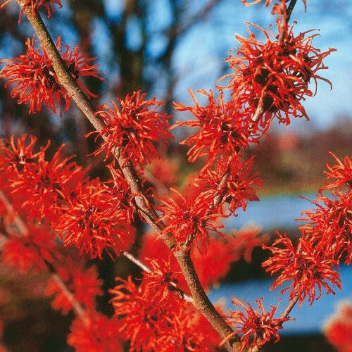 Hamamelis int. 'Diane' - Toverhazelaar