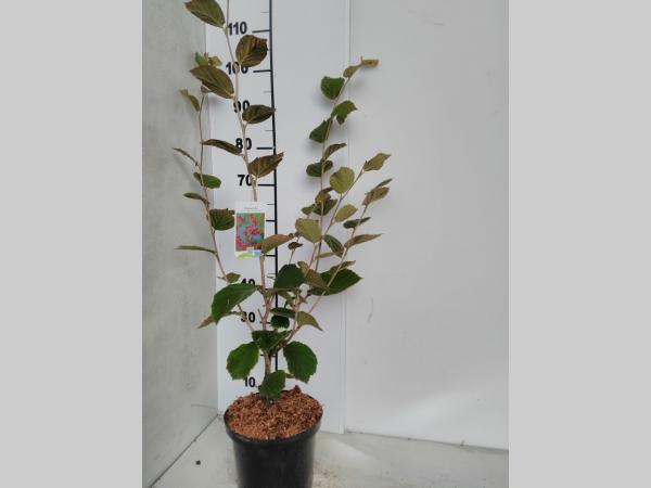 Hamamelis int. 'Diane' - Toverhazelaar