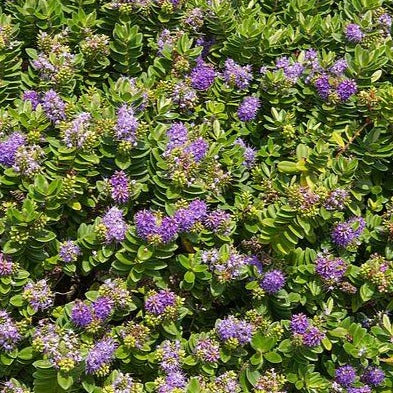 Hebe 'Mrs Winder' - Struikveronica