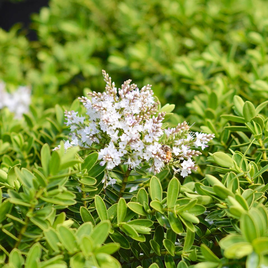 Hebe 'Wiri Mist' - Struikveronica